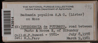 Badhamia populina image